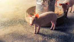 生猪期货盘中一度涨停，畜牧养殖ETF(516670)收跌0.54%，机构：产能去化或进入加速阶段