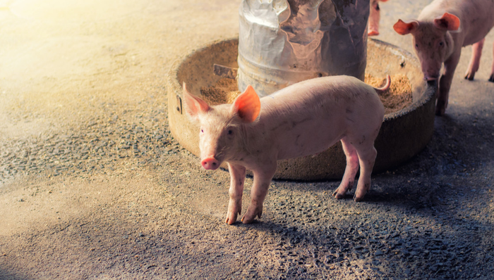 516670,ETF产品日报,猪肉