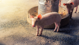 腌腊需求催化本周猪价抬头，畜牧养殖ETF(516670)跌超2%，机构：把握左侧反转机会