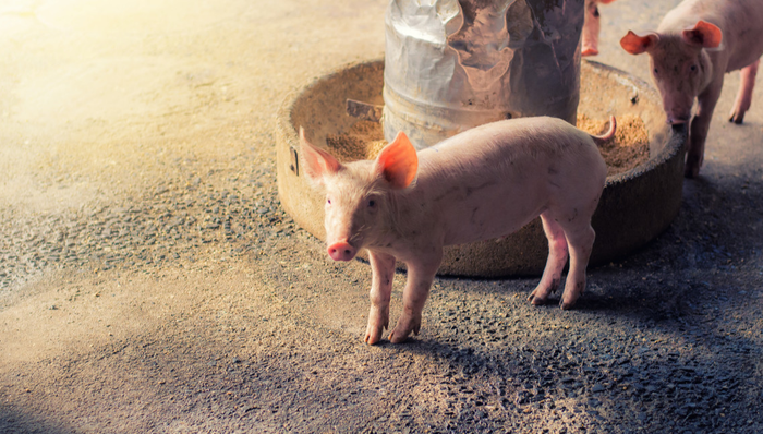 516670,ETF盘前早报,畜牧养殖ETF