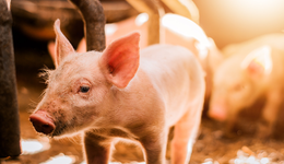 多因素共振提振豬價，畜牧養(yǎng)殖ETF(516670)盤中持續(xù)溢價，機構：行業(yè)有望進入主動去產(chǎn)能階段