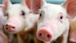 播恩集團漲停，畜牧養(yǎng)殖ETF(516670)探底回升收陽終結(jié)8連陰，機構(gòu)：生豬養(yǎng)殖迎重點布局窗口