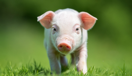 豬價走弱板塊連續(xù)躁動，川金諾20%漲停，播恩集團二連板，畜牧養(yǎng)殖ETF(516670)收盤溢價率0.17%