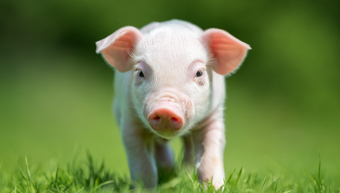 516670,ETF产品日报,猪肉