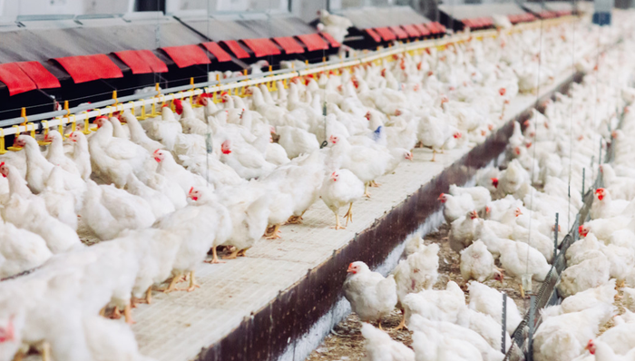 562900,ETF盘中快讯,现代农业