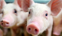 2023“收官日”畜牧養(yǎng)殖ETF(516670)V型反轉收漲0.84%，巨星農牧再戰(zhàn)歷史新高