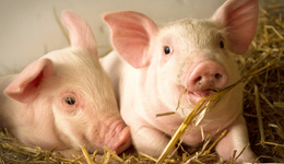 豬價低迷豬肉股“搶跑”，畜牧養(yǎng)殖(516670)午后快速拉升，機(jī)構(gòu)：2024年生豬行業(yè)或是“稀缺的景氣上行方向”