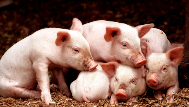 招商中证畜牧养殖ETF,畜牧养殖,招商中证畜牧养殖交易型开放式指数证券投资基金,516670,516