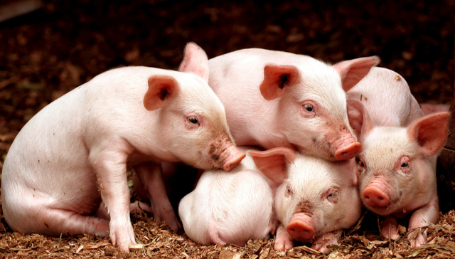 招商中证畜牧养殖ETF,畜牧养殖,招商中证畜牧养殖交易型开放式指数证券投资基金,516670,516