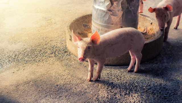 畜牧ETF,鹏华中证畜牧养殖交易型开放式指数证券投资基金,159867,159867.SZ,中证畜牧