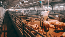 三層視角看“豬周期”：此時布局價值幾何？