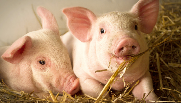 招商中证畜牧养殖ETF,畜牧养殖,招商中证畜牧养殖交易型开放式指数证券投资基金,516670,516