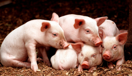 A股尾盤翻紅“大豬”彈性十足，海大集團、牧原股份等權(quán)重發(fā)力，畜牧養(yǎng)殖ETF(516670)收漲0.58%