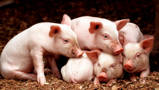 招商中证畜牧养殖ETF,畜牧养殖,招商中证畜牧养殖交易型开放式指数证券投资基金,516670,516