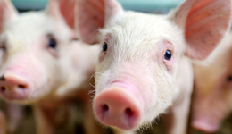 市场情绪低迷，畜牧养殖ETF(516670)跌2.47%或考验前低支撑，业内：猪价处于底部区域，去化有望加速