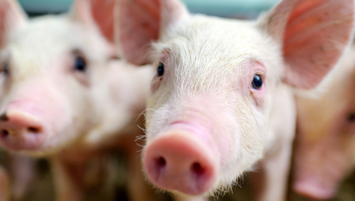 招商中证畜牧养殖ETF,畜牧养殖,招商中证畜牧养殖交易型开放式指数证券投资基金,516670,516