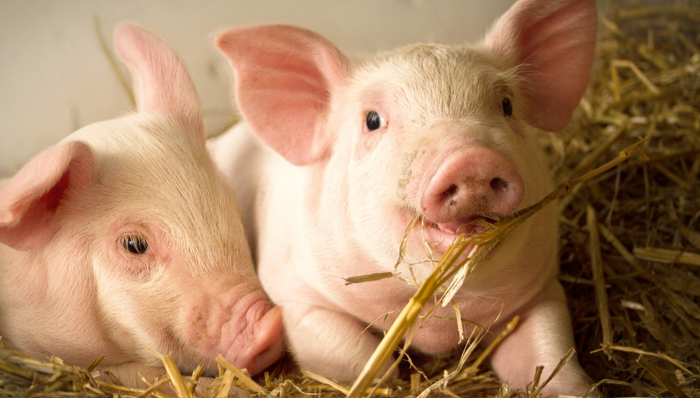 招商中证畜牧养殖ETF,畜牧养殖,招商中证畜牧养殖交易型开放式指数证券投资基金,516670,516