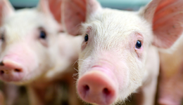 仔豬價格反彈，養(yǎng)殖ETF(516760.SH)跌2.78%