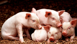 春節(jié)臨近豬價(jià)連續(xù)反彈，后續(xù)能否延續(xù)強(qiáng)勢(shì)？