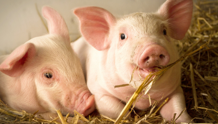 招商中证畜牧养殖ETF,畜牧养殖,招商中证畜牧养殖交易型开放式指数证券投资基金,516670,516