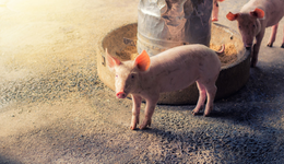 豬肉股全天強勢，畜牧養(yǎng)殖ETF(516670)大漲3.3%錄得兩連陽，機構：節(jié)后淡季豬價或回落，去產能仍在途中