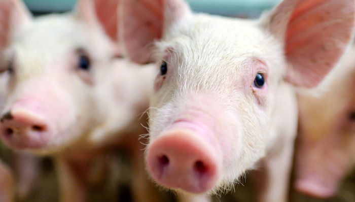 招商中证畜牧养殖ETF,畜牧养殖,招商中证畜牧养殖交易型开放式指数证券投资基金,516670,516