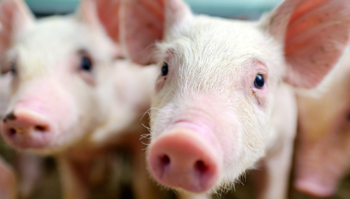 招商中证畜牧养殖ETF,畜牧养殖,招商中证畜牧养殖交易型开放式指数证券投资基金,516670,516