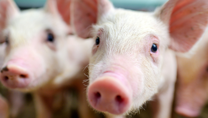 招商中证畜牧养殖ETF,畜牧养殖,招商中证畜牧养殖交易型开放式指数证券投资基金,516670,516