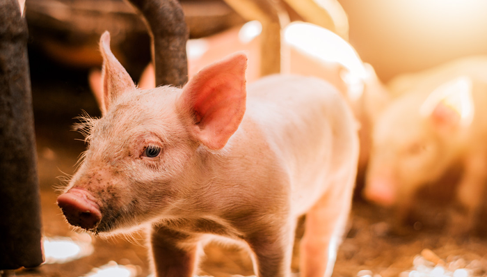 招商中证畜牧养殖ETF,畜牧养殖,招商中证畜牧养殖交易型开放式指数证券投资基金,516670,516