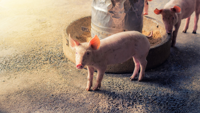 畜牧ETF,鹏华中证畜牧养殖交易型开放式指数证券投资基金,159867,159867.SZ,中证畜牧