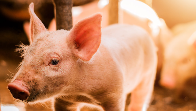 002661,克明食品,陈克明食品股份有限公司,KE,MING,FOOD,食品饮料