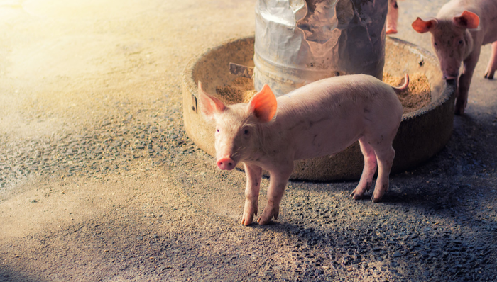 招商中证畜牧养殖ETF,畜牧养殖,招商中证畜牧养殖交易型开放式指数证券投资基金,516670,516