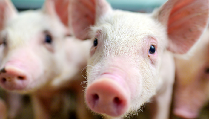 招商中证畜牧养殖ETF,畜牧养殖,招商中证畜牧养殖交易型开放式指数证券投资基金,516670,516