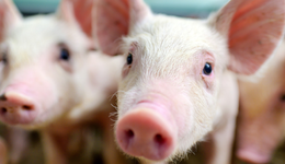 農(nóng)業(yè)農(nóng)村部2月存欄數(shù)據(jù)最新出爐，機構(gòu)：去化是大概率事件