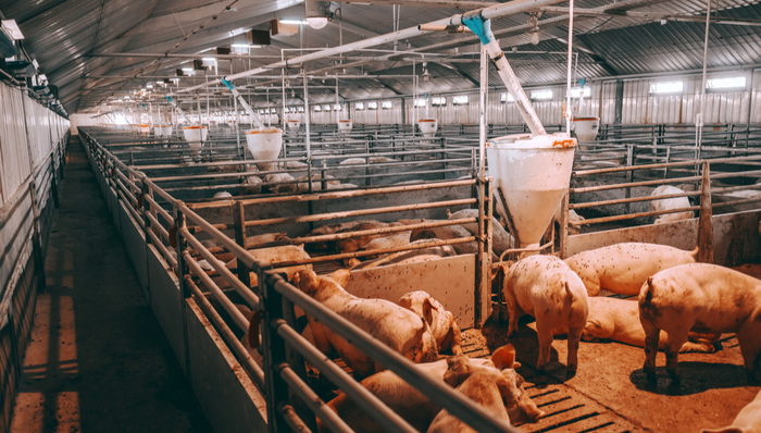 畜牧ETF,鹏华中证畜牧养殖交易型开放式指数证券投资基金,159867,159867.SZ,中证畜牧