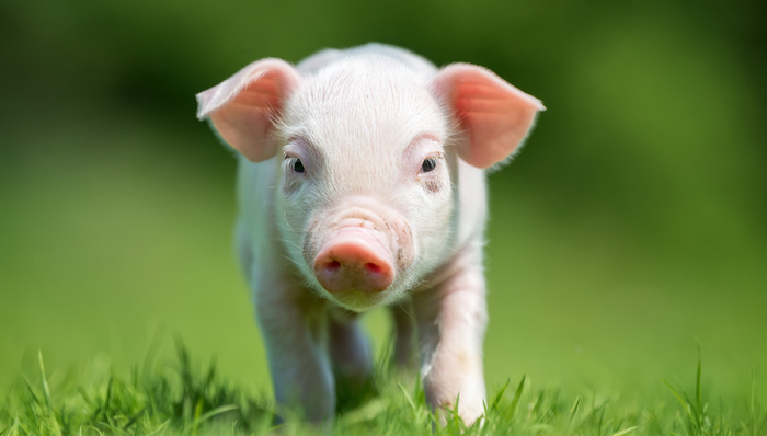 农业50,农业50ETF,银华中证农业主题交易型开放式指数证券投资基金,159827,159827.