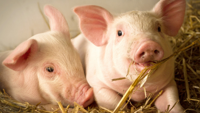 招商中证畜牧养殖ETF,畜牧养殖,招商中证畜牧养殖交易型开放式指数证券投资基金,516670,516