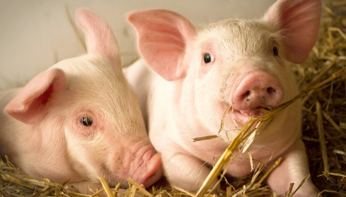 招商中证畜牧养殖ETF,畜牧养殖,招商中证畜牧养殖交易型开放式指数证券投资基金,516670,516