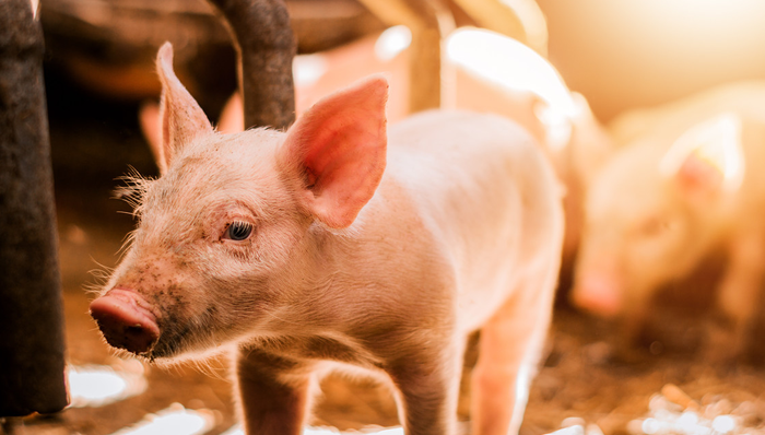 招商中证畜牧养殖ETF,畜牧养殖,招商中证畜牧养殖交易型开放式指数证券投资基金,516670,516