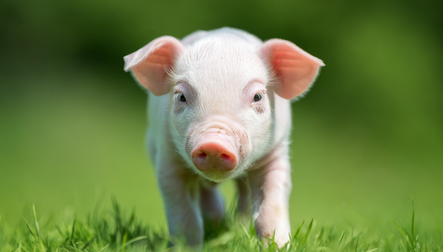 招商中证畜牧养殖ETF,畜牧养殖,招商中证畜牧养殖交易型开放式指数证券投资基金,516670,516