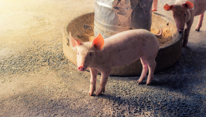 平安中证畜牧养殖ETF,养殖ETF,平安中证畜牧养殖交易型开放式指数证券投资基金,516760,51