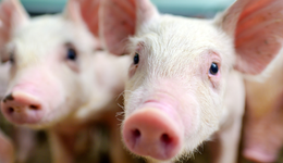 猪价或持续上行，农业50ETF(159827)上涨2.45%，冲击5连涨