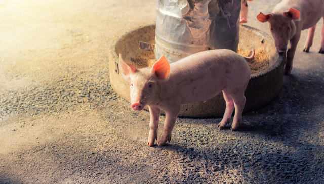 招商中证畜牧养殖ETF,畜牧养殖,招商中证畜牧养殖交易型开放式指数证券投资基金,516670,516