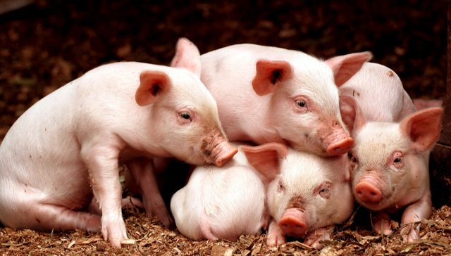 平安中证畜牧养殖ETF,养殖ETF,平安中证畜牧养殖交易型开放式指数证券投资基金,516760,51