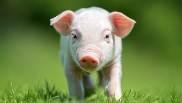 招商中证畜牧养殖ETF,畜牧养殖,招商中证畜牧养殖交易型开放式指数证券投资基金,516670,516