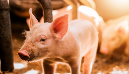 巨星農(nóng)牧漲近7%，牧原股份沖擊年內(nèi)新高，“二師兄”強(qiáng)勢歸來？低費(fèi)率畜牧養(yǎng)殖ETF(516670)帶量漲1.82%