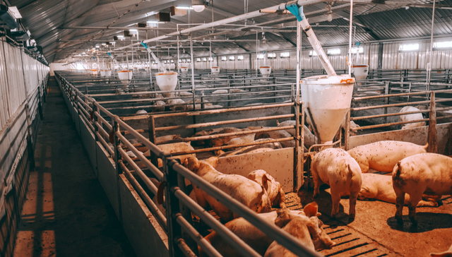 畜牧ETF,鹏华中证畜牧养殖交易型开放式指数证券投资基金,159867,159867.SZ,中证畜牧