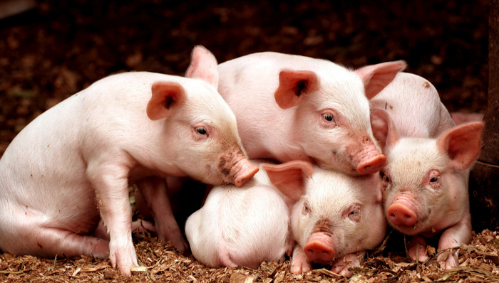 招商中证畜牧养殖ETF,畜牧养殖,招商中证畜牧养殖交易型开放式指数证券投资基金,516670,516