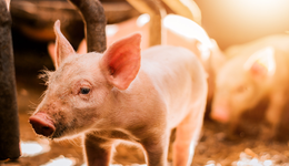 牧原股份、海大集團(tuán)、溫氏股份等“大豬”上漲，畜牧養(yǎng)殖ETF(516670)盤中持續(xù)溢價，機(jī)構(gòu)：豬周期反轉(zhuǎn)邏輯蓄勢