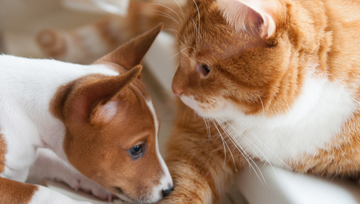 001222.SZ,源飞宠物,温州源飞宠物玩具制品股份有限公司,YUANFEI,PET,轻工制造